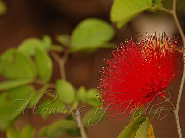 Dwarf Powder Puff